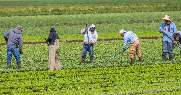 Farm Worker Needed In Canada By Can Viet Blo Farm Ltd