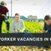 Exploring Job Opportunities in Canada: Farm Worker at J.K. Kang Farm