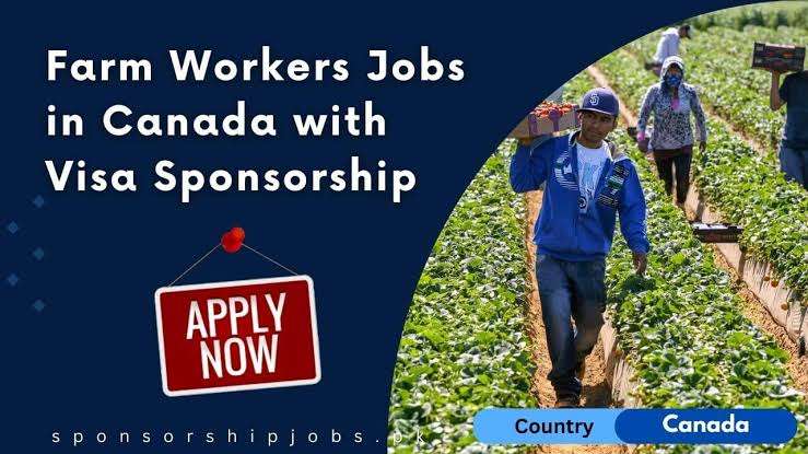 Job Opportunity in Canada With Visa Sponsorship: Harvest Worker at Kinetic Farms Inc.