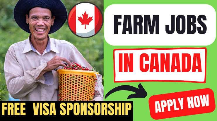 Farm Harvest Workers Need In Canada By Meditative Greens – Visa Sponsorship